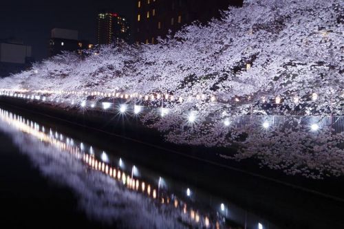 LEDライトによるライトアップで夜桜が更に華やかに