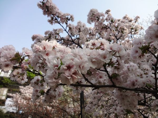 舎人公園の桜