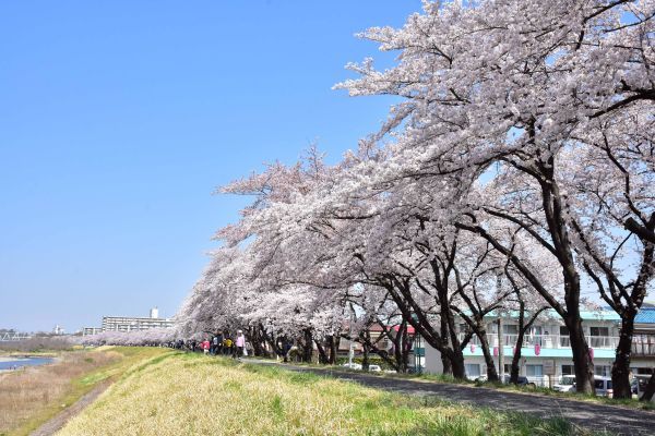 多摩川堤防沿いに2.5kmにわたり咲く桜並木2