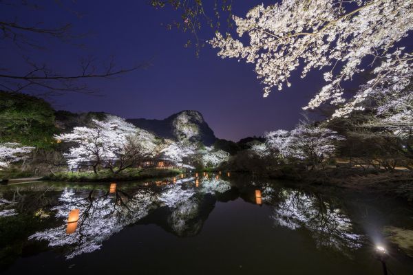 九州最大の桜のライトアップを開催！御船山楽園　花まつり