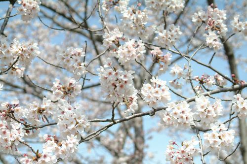 つま恋リゾート彩の郷の桜