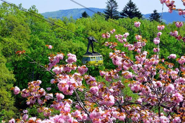 長瀞町内の桜　イメージ(1)