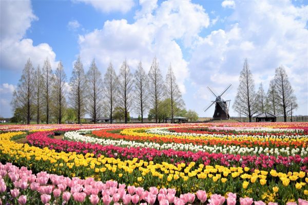 風車とチューリップ畑のフォトジェニックな景観をお楽しみいただけます（柏市あけぼの山農業公園）