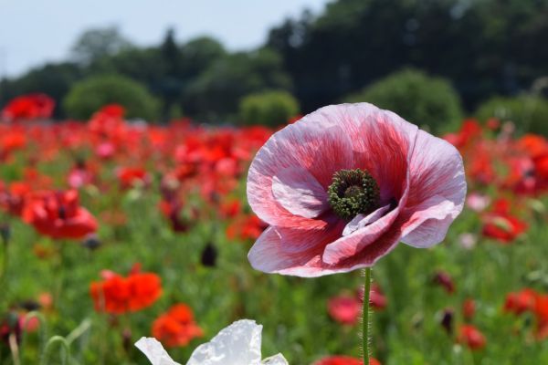 5月中旬から、ポピーも見頃を迎える見込みです