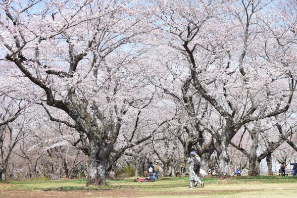 再生プロジェクトにより生まれ変わったさくら山では約350本の桜が見頃を迎えます