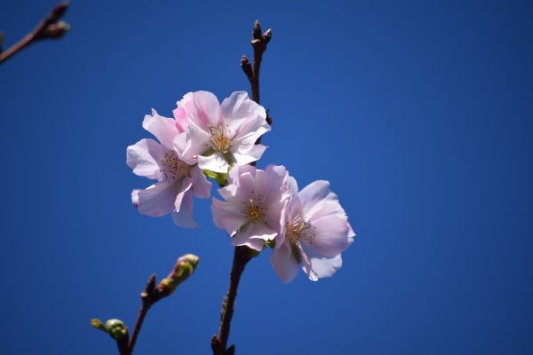 春と秋の2度咲く「アーコレード」とイロハモミジを集めて植えており、秋には紅葉とともに桜が楽しめます