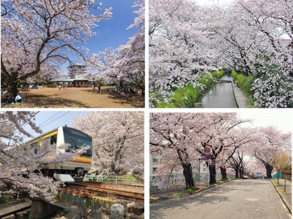 川崎市多摩区のお花見スポット