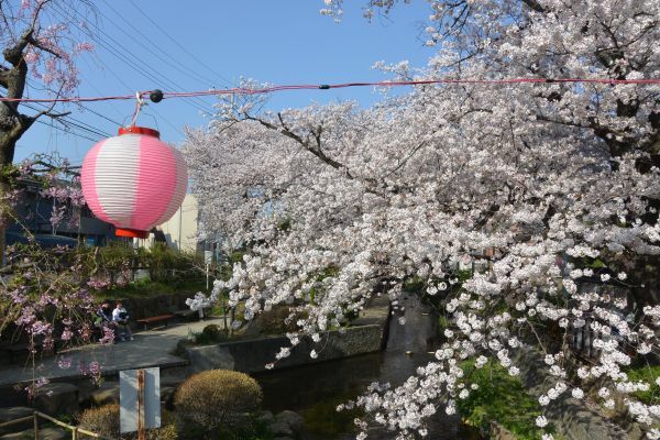 宿河原桜まつり