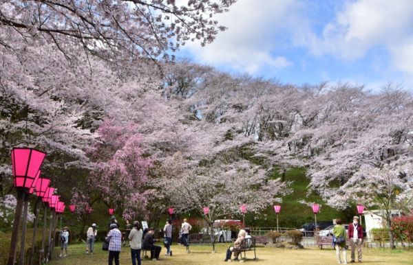 金比羅山のさくら