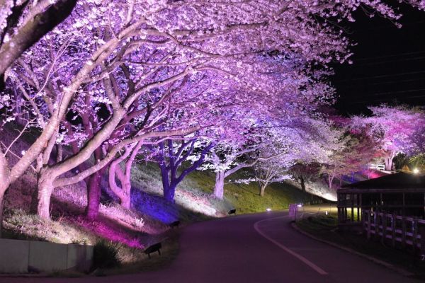 幻想的な桜ライトアップ　※過去開催の様子