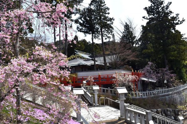 境内の桜