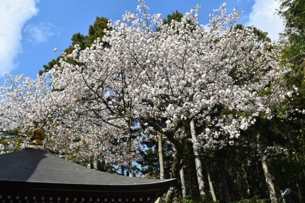 福聚桜