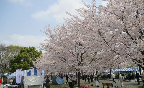 舎人公園千本桜まつりの様子