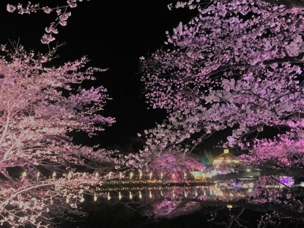 りんどう湖桜まつり夜桜