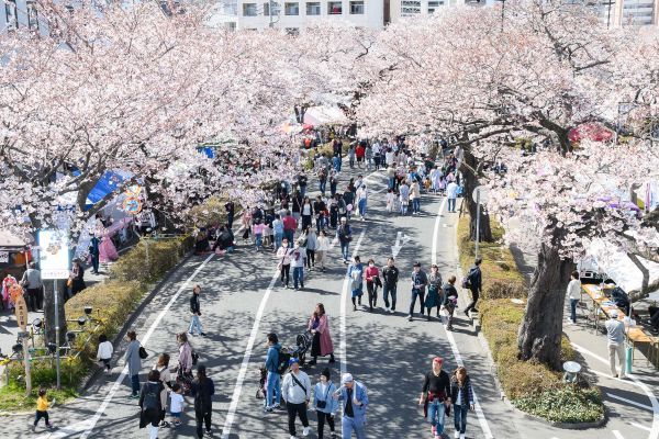 日立さくらまつりイメージ