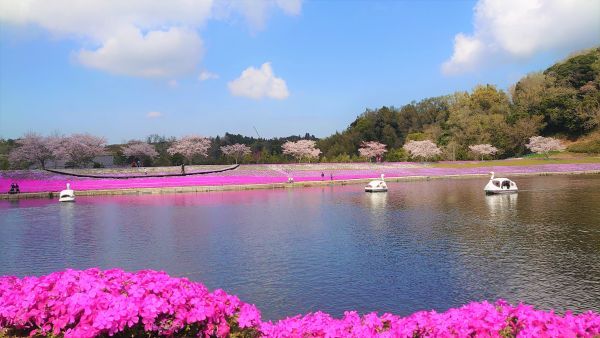 東京ドイツ村「芝桜」2