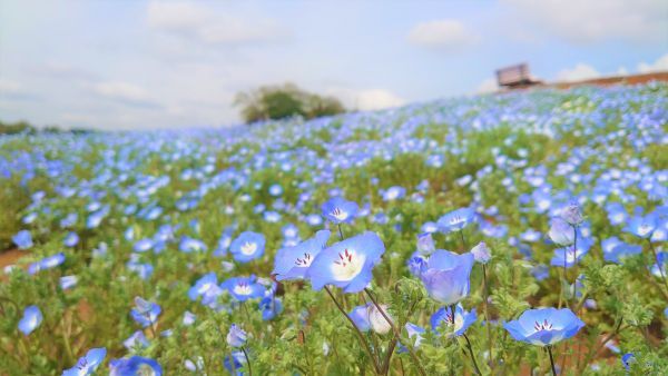 東京ドイツ村「ネモフィラ」