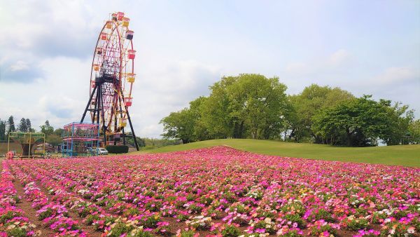 東京ドイツ村「リビングストーンデージー」2022年度撮影