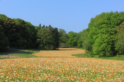 約70万本のアイスランドポピー（国営武蔵丘陵森林公園　運動広場花畑）※2023年4月3日撮影1