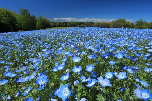 ネモフィラ（国営武蔵丘陵森林公園　西口ひろば花畑）