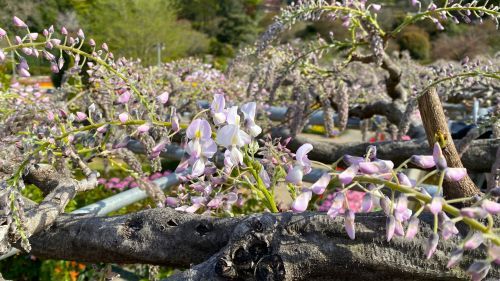 うす紅藤 開花