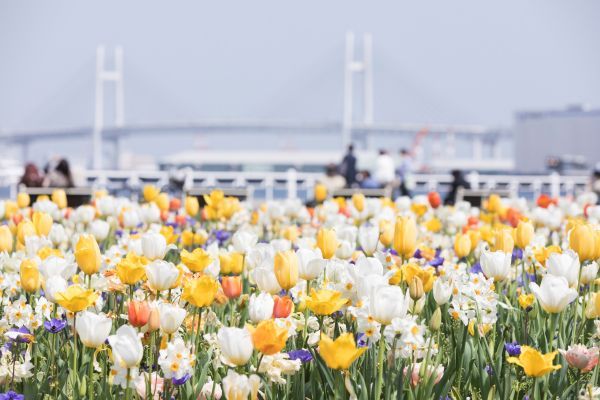 横浜市のチューリップ1