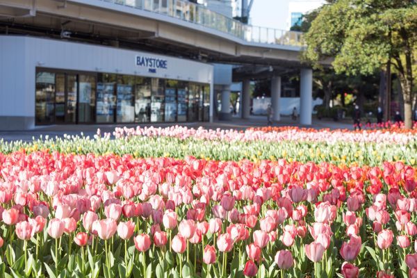 横浜市のチューリップ2