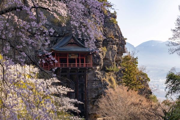 小諸城址懐古園の桜