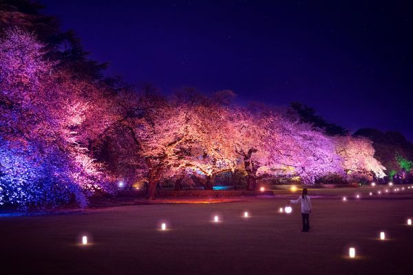 夜桜ウォークエリア1