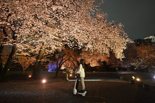 夜桜ウォークエリア2