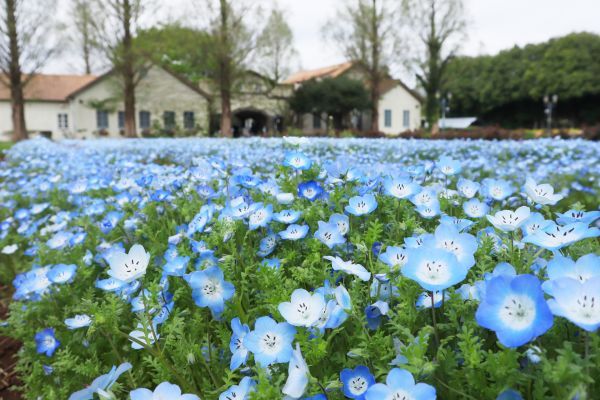 イバライドのネモフィラ1（撮影日：2023年4月8日）