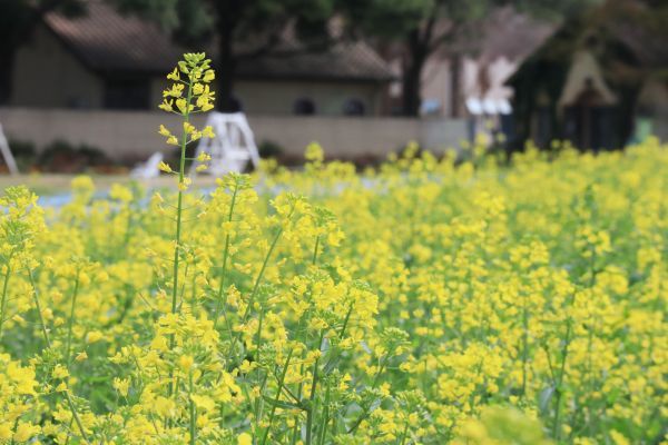 イバライドの菜の花2（（撮影日：2023年3月30日）