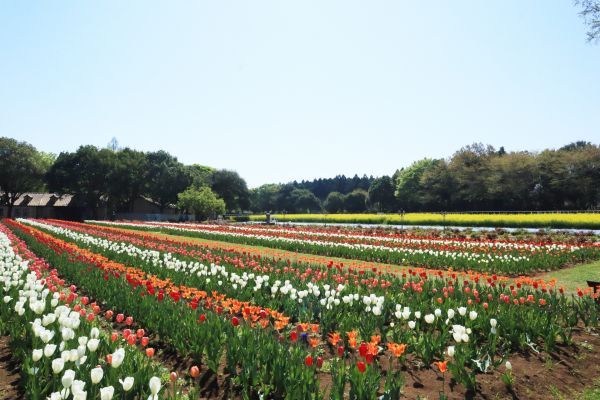 こもれび 森のイバライド花畑イメージ