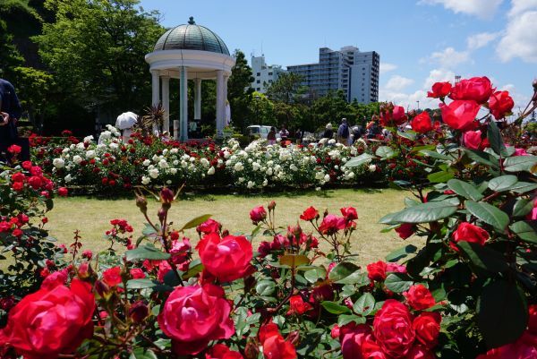 横須賀市ヴェルニー公園のバラ