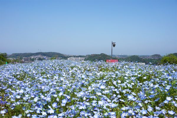 ハーブ園 天空の花畑のネモフィラ