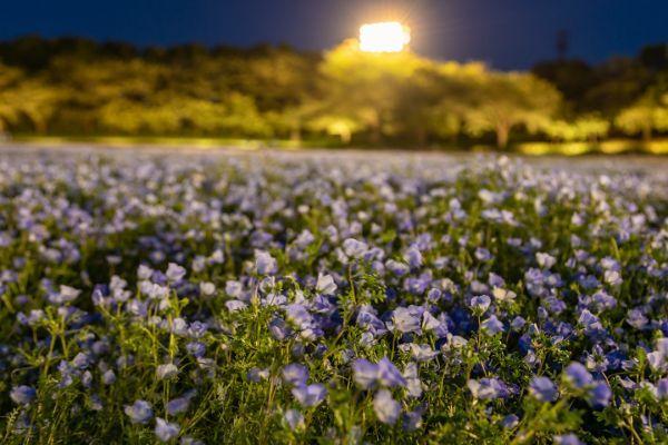 夜のネモフィラ