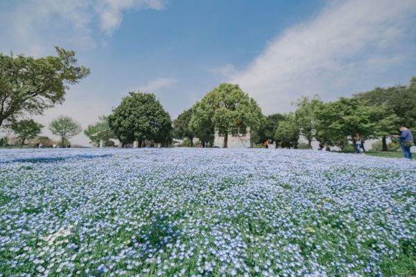 舎人公園のネモフィラ