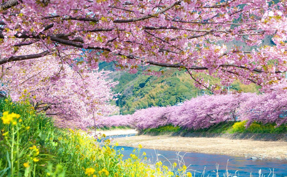 河津桜祭り1