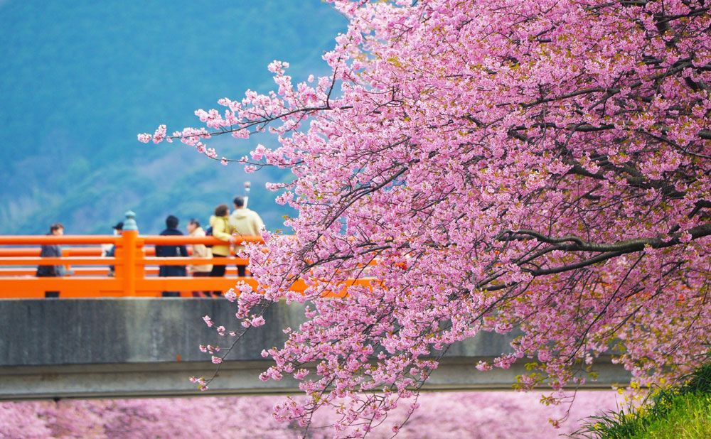 河津桜祭り2