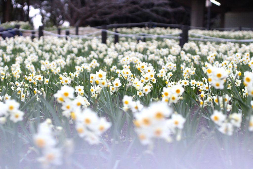 葛西臨海公園のスイセン（令和5年2月の様子）