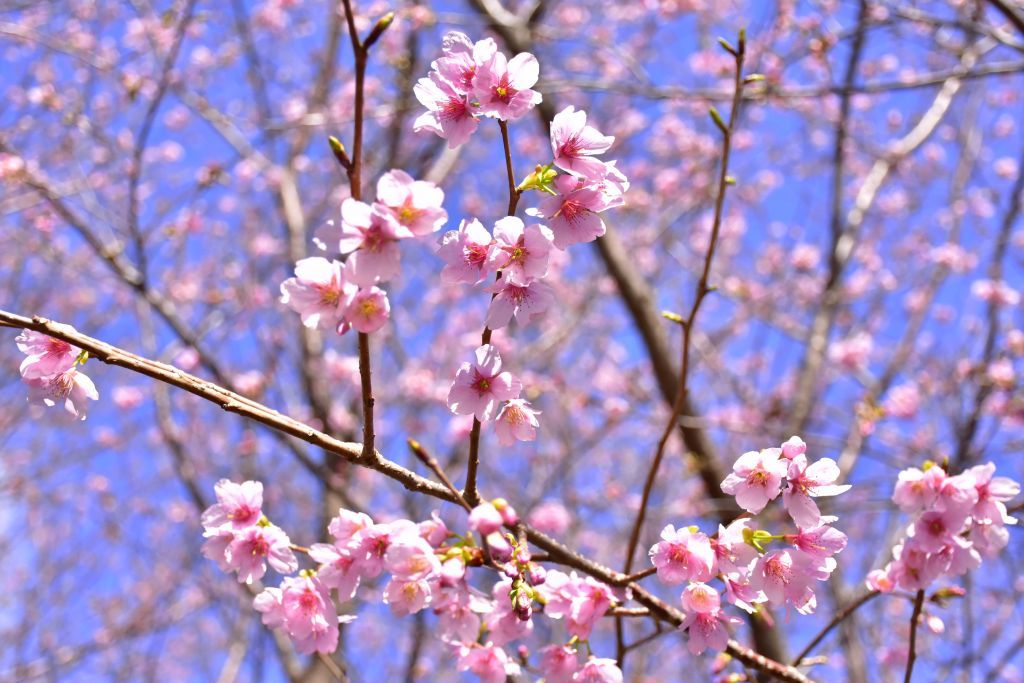 地元が愛する「城ケ崎桜」