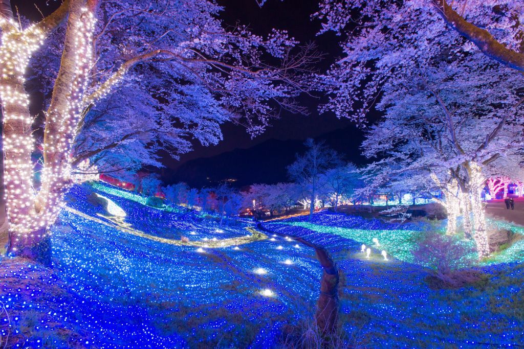 光と桜の競演“夜桜イルミリオン”イメージ1