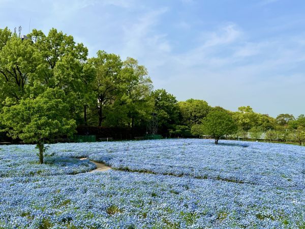 昼間の大阪市長居植物園のネモフィラ畑の様子