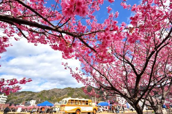 日本で最も早咲き桜　土肥桜(といざくら）