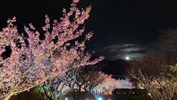 土肥桜ライトアップイメージ写真