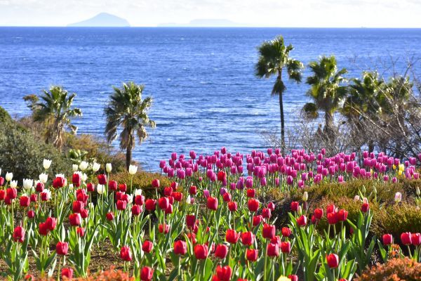 海を望む花畑でカラフルなアイスチューリップが咲く