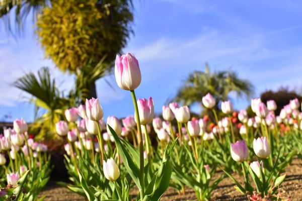 今年は例年並みに生育し順調に開花