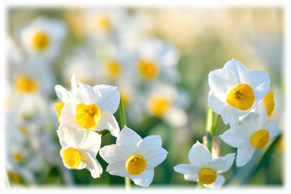 葛西臨海公園のスイセン（令和6年2月の様子）