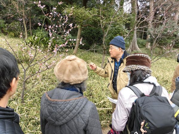 特別ガイド「梅めぐり」