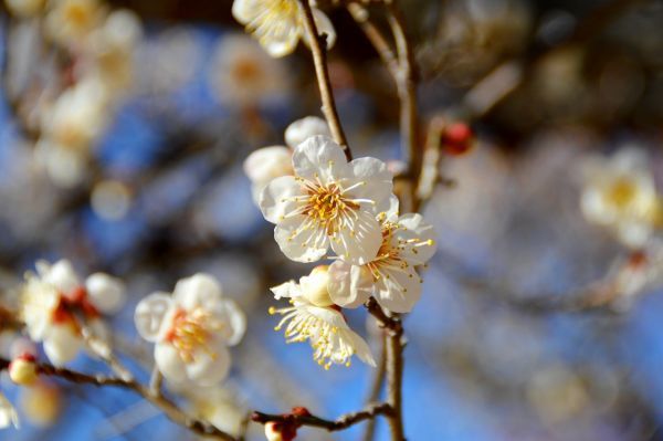 小田原市を代表する銘梅「十郎（ジュウロウ）」（撮影：小田原フラワーガーデン 渓流の梅園）